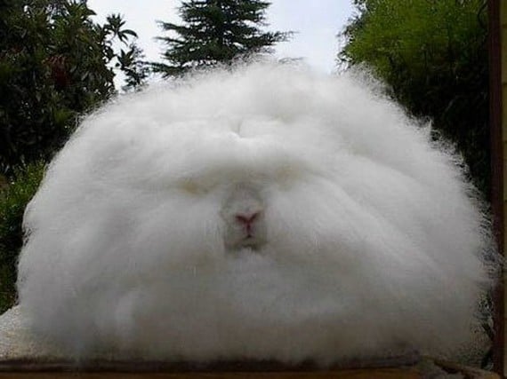 ангорский кролик Angora rabbit