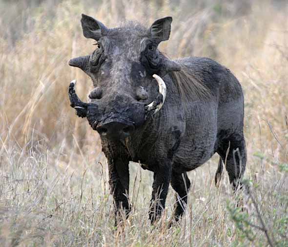 Бородавочник Warthog