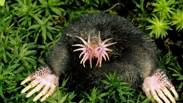Звездоносый крот Star Nosed Mole