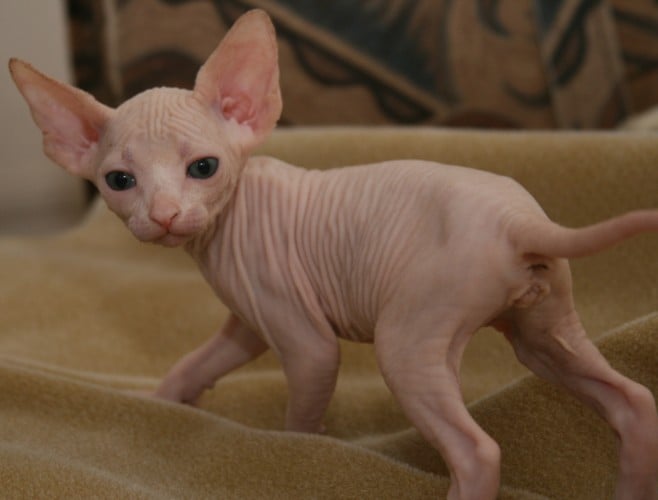 Кошка породы сфинкс Sphynx Cat - Ugliest Animals