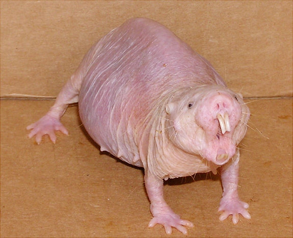 Голый землекоп Naked Mole Rat - Ugliest Animals