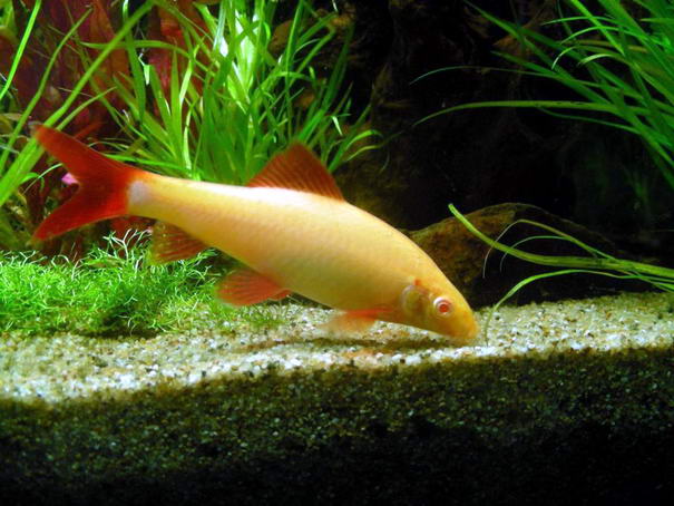 Радужная акула Rainbow Shark Buying Fish