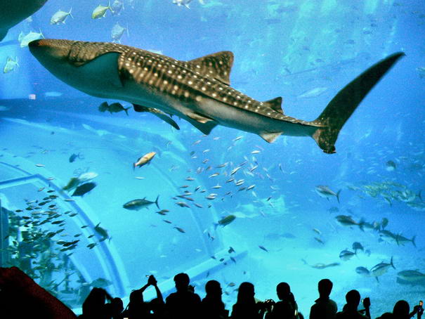 Огромный аквариум Huge Fish Tank