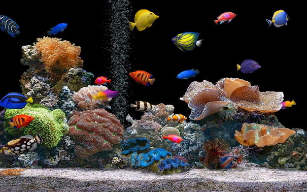 Fish Tank