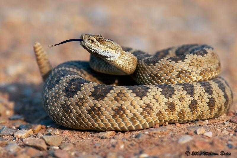 КрысаЗмея RatSnake