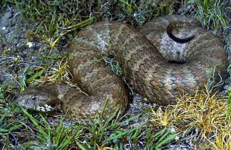 Смертельная гадюка Death Adder