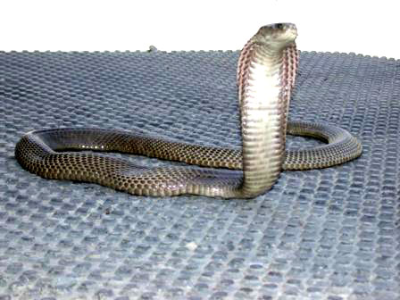 Филиппинская кобра Philippine Cobra