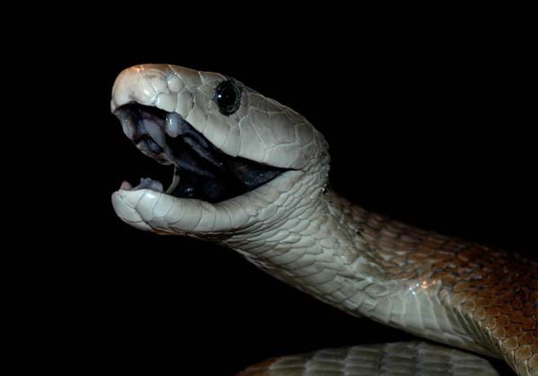 Черная Мамба Black Mamba