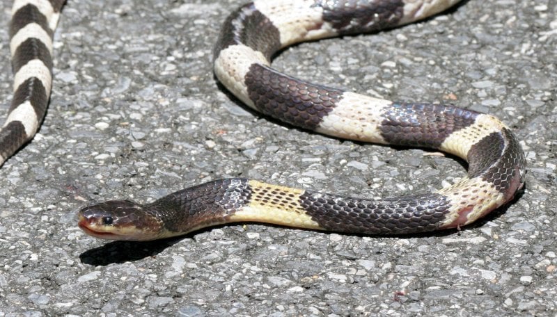Синий Крайт Blue Krait