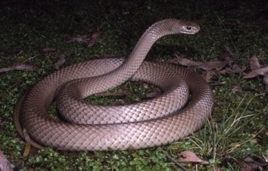 Восточная коричневая змея Eastern Brown Snake