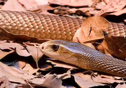 Внутренний Тайпан Inland Taipan