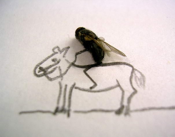 Лошадь The Horse Creative Photos
