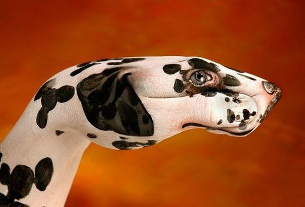 Собака Далматин Dog Dalmatian