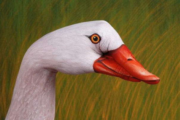 Лебедь Коскороба Swan Coscoroba Hand Paintings